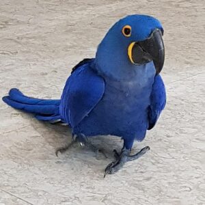 Beautiful Hyacinth Macaws for Sale | Order Today