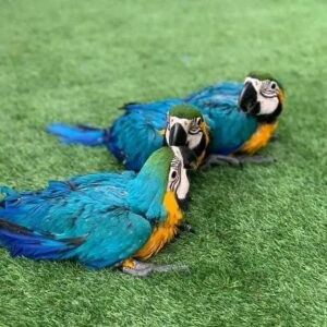 Macaws for Adoption Near You | Safe & Caring Homes