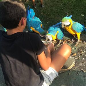 Adopt a Macaw Parrot | Friendly & Intelligent Birds