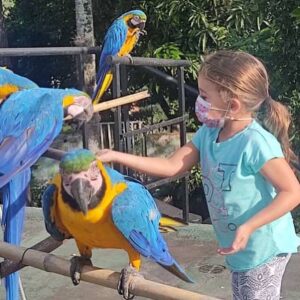 Adopt a Macaw Parrot | Friendly & Intelligent Birds
