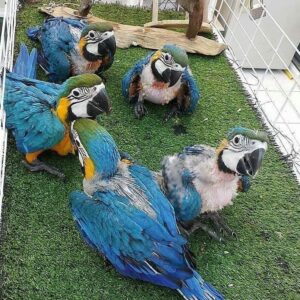 Macaws for Adoption Near You | Safe & Caring Homes