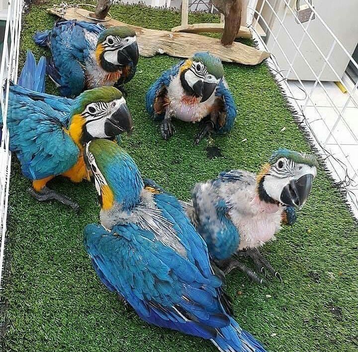 Macaws for Adoption Near You | Safe & Caring Homes