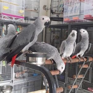 Buy African Grey Parrots | Intelligent Pet Birds