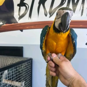 Blue and Gold Macaw for Sale | Hand-Raised Parrots