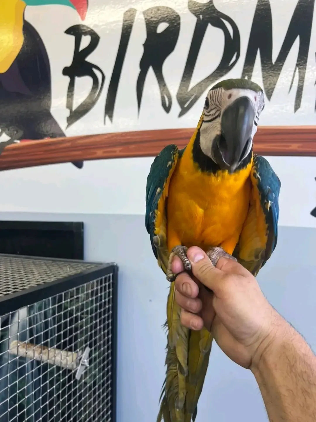 Blue and Gold Macaw for Sale