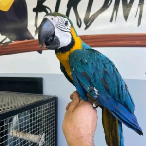 Blue and Gold Macaw for Sale | Hand-Raised Parrots