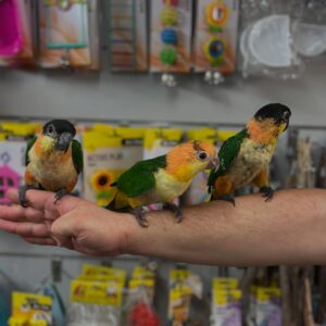 Caique Parrots for Sale | Healthy Exotic Birds