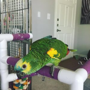 Amazon Parrot for Sale Near You | Affordable Exotic Birds