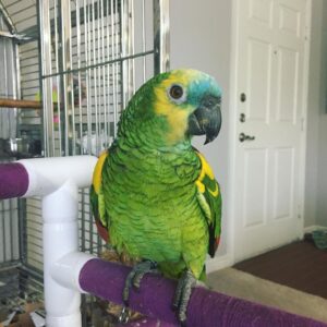 Amazon Parrot for Sale Near You | Affordable Exotic Birds