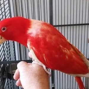 Buy Eclectus Parrots | Friendly Exotic Birds