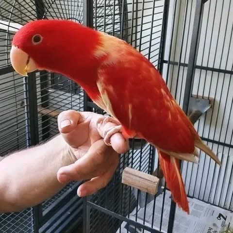 Buy Eclectus Parrots | Friendly Exotic Birds