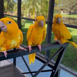 Buy Golden Conure Parrots | Trusted Breeders