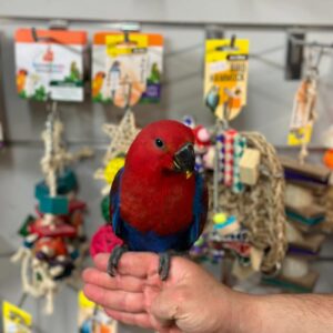 Eclectus Parrot for Sale | Healthy & Hand-Raised
