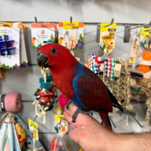 Eclectus Parrot for Sale | Healthy & Hand-Raised