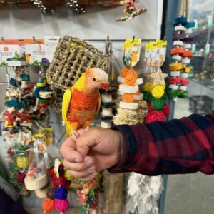 Rainbow Lorikeet for Sale | Colorful & Healthy Birds