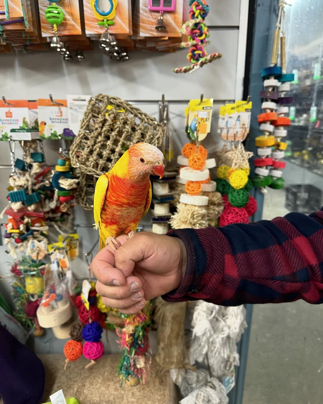 Rainbow Lorikeet for Sale | Colorful & Healthy Birds