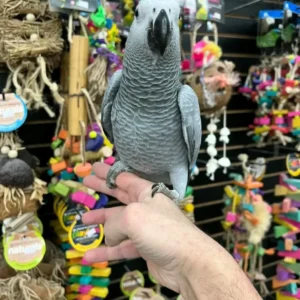 African Grey Parrot for Sale | Talkative & Smart