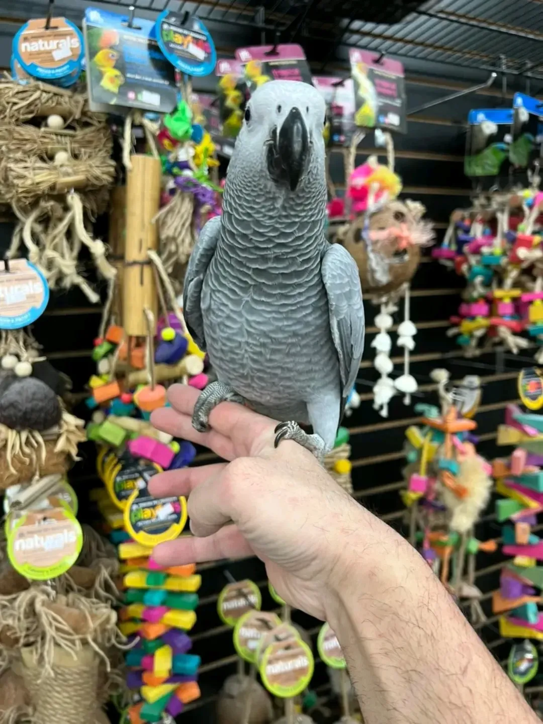 Colin – African Grey Parrot for Sale | Talkative & Smart Companion Meet Colin, a remarkable African Grey Parrot, celebrated for his exceptional intelligence, talking ability, and calm, observant personality. Colin is a wonderful companion for anyone looking for a highly interactive and engaging pet bird. Bird Details: Name: Colin Breed: African Grey Parrot Age: 8 Months Old Gender: Male Price: £800 Colin has been hand-raised in a clean and nurturing environment, making him tame, friendly, and well-socialized. He enjoys learning new words, interacting with people, and forming strong bonds. What Comes with Colin: Spacious cage Ownership papers DNA-tested certificate Playing toys 1-year health warranty Certificate of Veterinary Inspection Microchipped for safety and identification We also offer safe and reliable home delivery, ensuring Colin arrives comfortably and stress-free.
