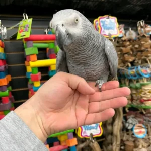 African Grey Parrots for Sale | Trusted Breeders