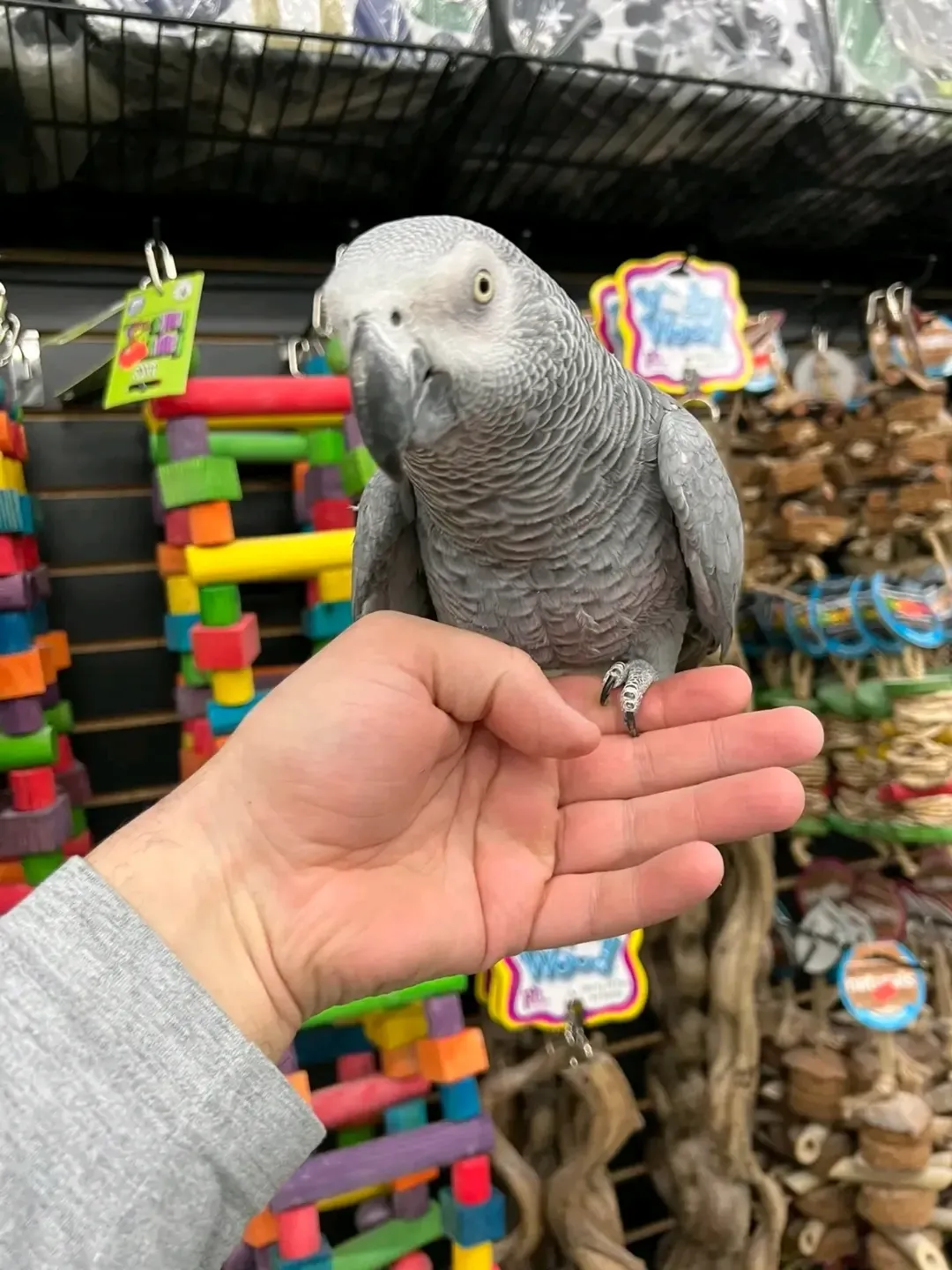 Luna – African Grey Parrot for Sale | Trusted Breeders & Intelligent Companion Meet Luna, a beautiful African Grey Parrot, known worldwide for her exceptional intelligence, talking ability, and calm, affectionate personality. Raised by trusted breeders, Luna is a well-socialized and healthy bird ready for a loving forever home. Bird Details: Name: Luna Breed: African Grey Parrot (Congo Type) Age: 10 Months Old Gender: Female Price: £1,300 Luna has been hand-raised in a clean and nurturing environment, making her tame, friendly, and comfortable around people. She enjoys interaction, learning new words, and forming strong emotional bonds. What Comes with Luna: Spacious cage Ownership papers DNA-tested certificate Playing toys 1-year health warranty Certificate of Veterinary Inspection Microchipped for safety and identification We also offer safe and reliable home delivery, ensuring Luna arrives comfortably and stress-free.