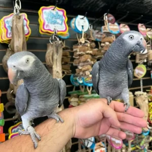 Buy Timneh African Grey | Intelligent Pet Birds