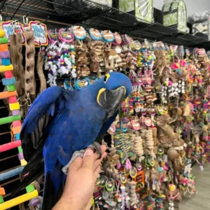 Hyacinth Macaw parrot for adoption