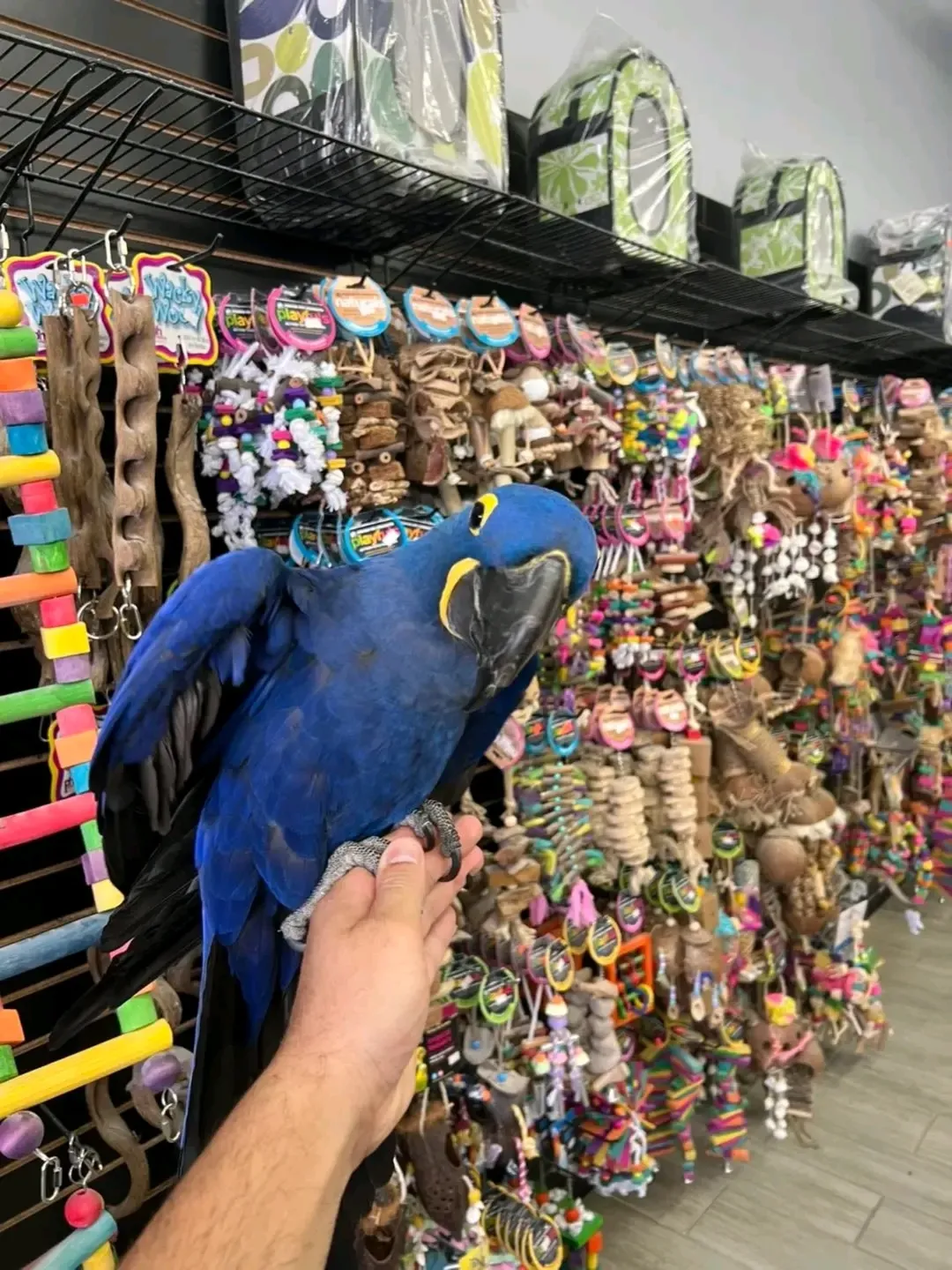 hyacinth macaw parrot for adoption