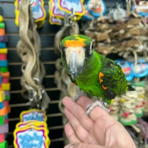 Buy Jardine’s Parrots | Friendly Exotic Birds