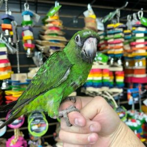 Jardine’s Parrot for Sale | Healthy & Hand-Raised