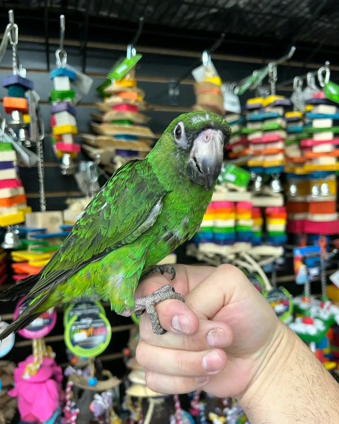 Jardine’s Parrot for Sale | Healthy & Hand-Raised
