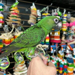 Jardine’s Parrot for Sale | Healthy & Hand-Raised