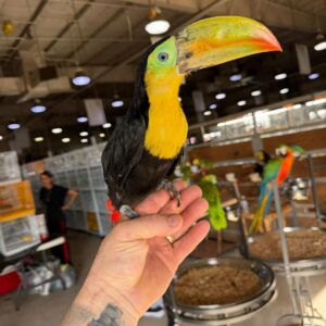 Toucans for Sale | Exotic & Colorful Tropical Birds