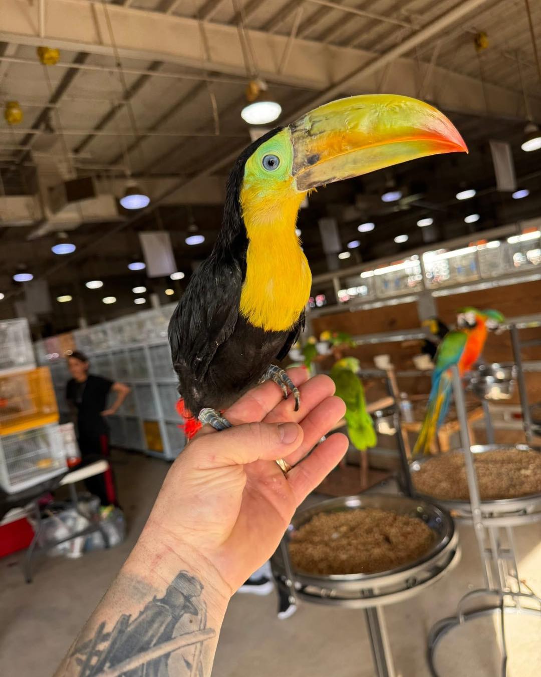 Toucans for Sale | Exotic & Colorful Tropical Birds