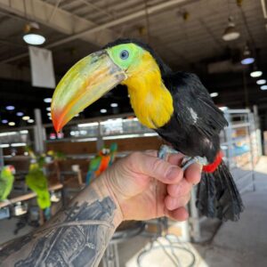 Toucans for Sale | Exotic & Colorful Tropical Birds