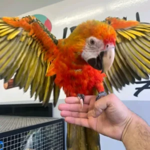 Buy Camelot Macaws | Trusted Hybrid Breeders