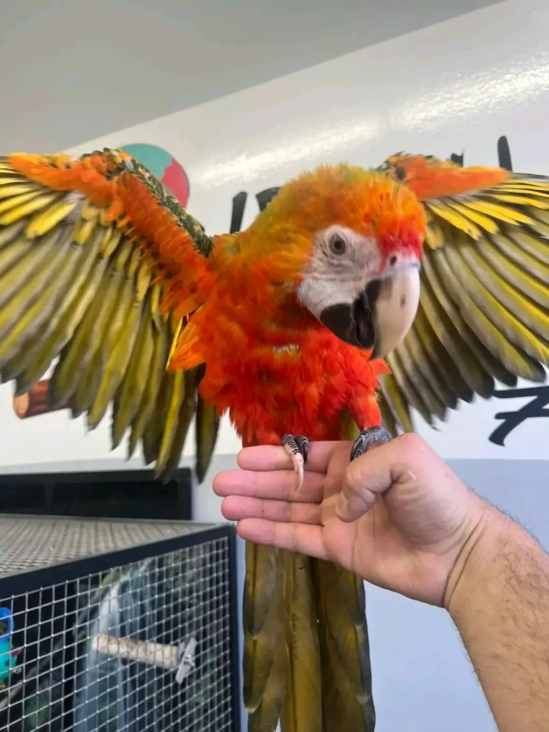 Buy Camelot Macaws | Trusted Hybrid Breeders