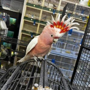 Buy Major Mitchell Cockatoo Online | Healthy Birds