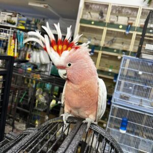 Buy Major Mitchell Cockatoo Online | Healthy Birds