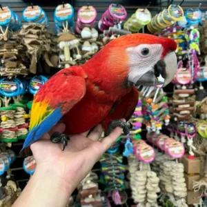 Scarlet Macaw Parrot For Sale