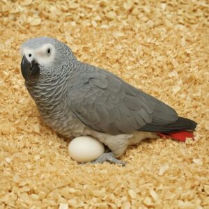 African Grey Parrot Fertile Eggs For Sale