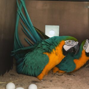 Blue and Gold Macaw Fertile Eggs For Sale