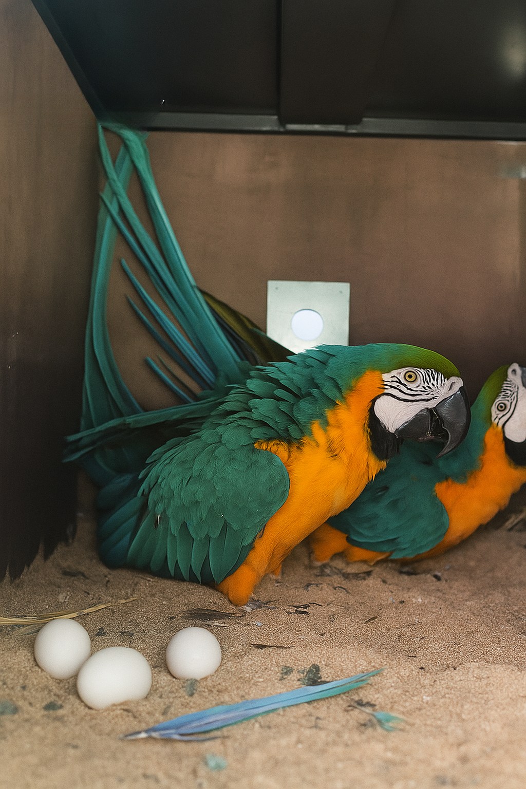 Blue and Gold Macaw Fertile Eggs For Sale