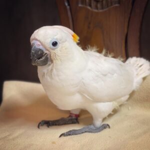 Citron Crested Cockatoo for sale