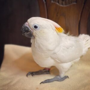 Citron Crested Cockatoo for sale