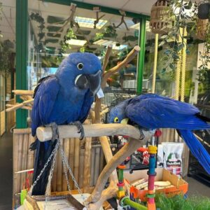 Buy Hyacinth Macaw Parrots | Exotic Pet Birds