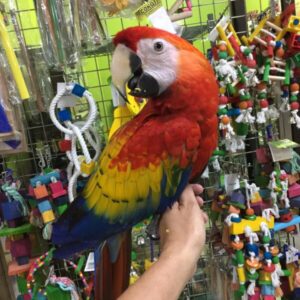 Scarlet Macaw Parrot for Sale | Healthy Birds