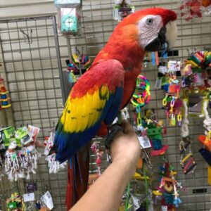Scarlet Macaw Parrot for Sale | Healthy Birds