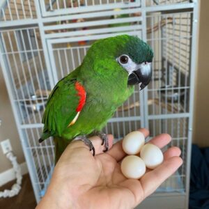 Hahn’s Macaw Fertile Eggs For Sale