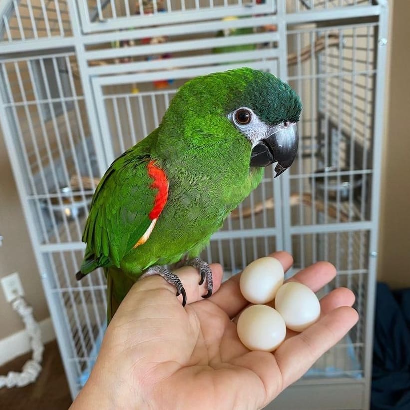 Hahn's Macaw Fertile Eggs For Sale