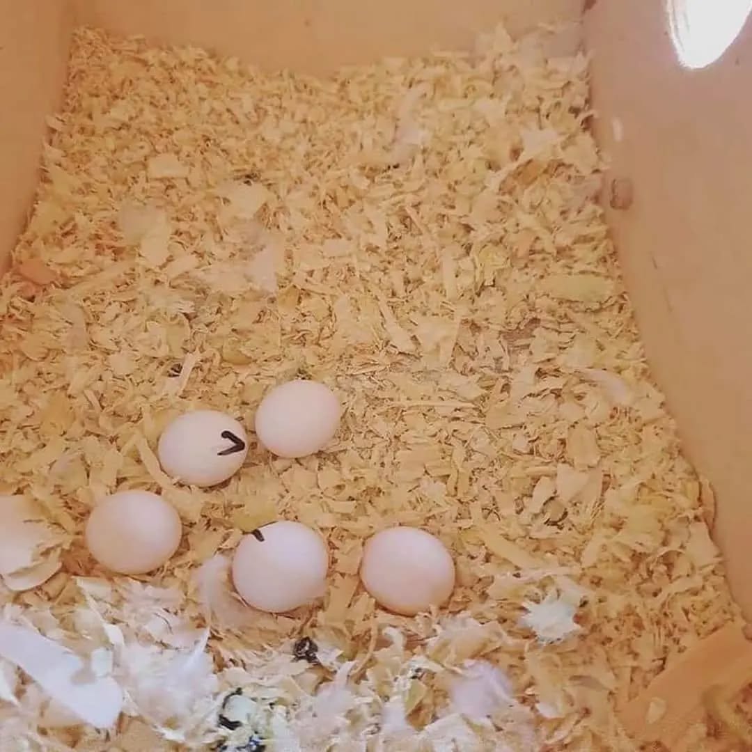 Hyacinth Macaw Fertile Eggs For Sale